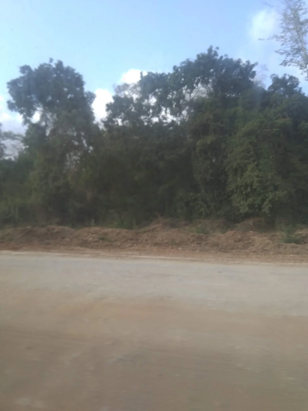 Witu Forest in Witu, Lamu County | Ask Anything