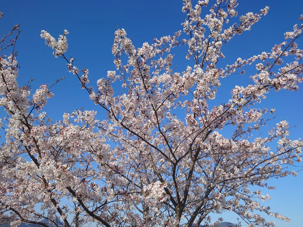 Tagawa Central Park in Tagawa | What to Know Before You Go