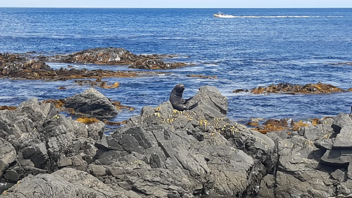 Red Rocks - Seals in Wellington - Ask AI | mindtrip