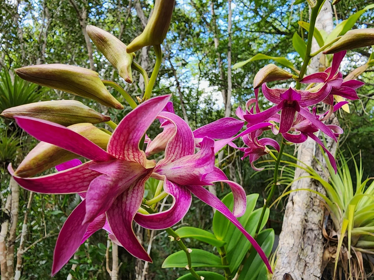Queen Elizabeth II Botanic Park in North Side | Ask Anything