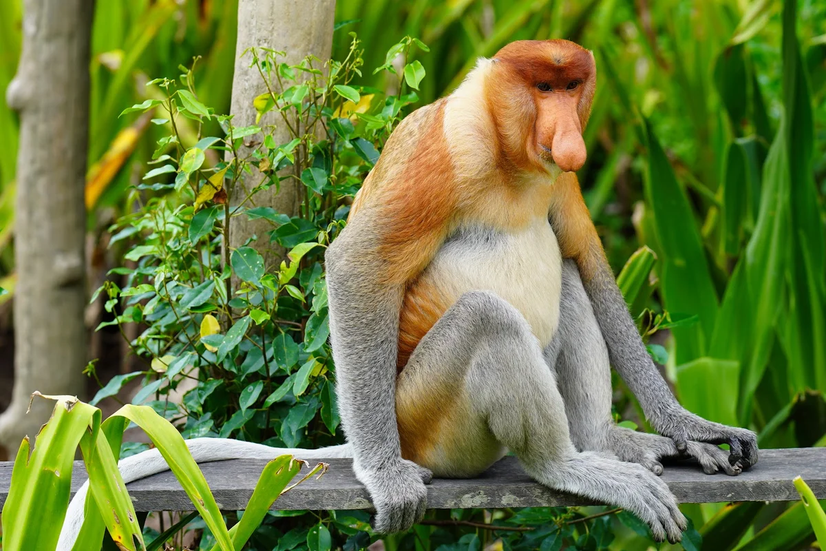 Labuk Bay Proboscis Monkey Sanctuary