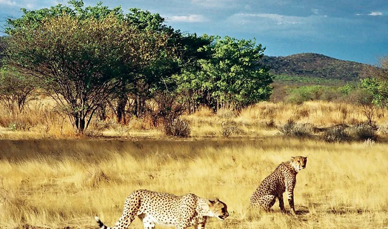Al Dinder National Park | What to Know Before You Go