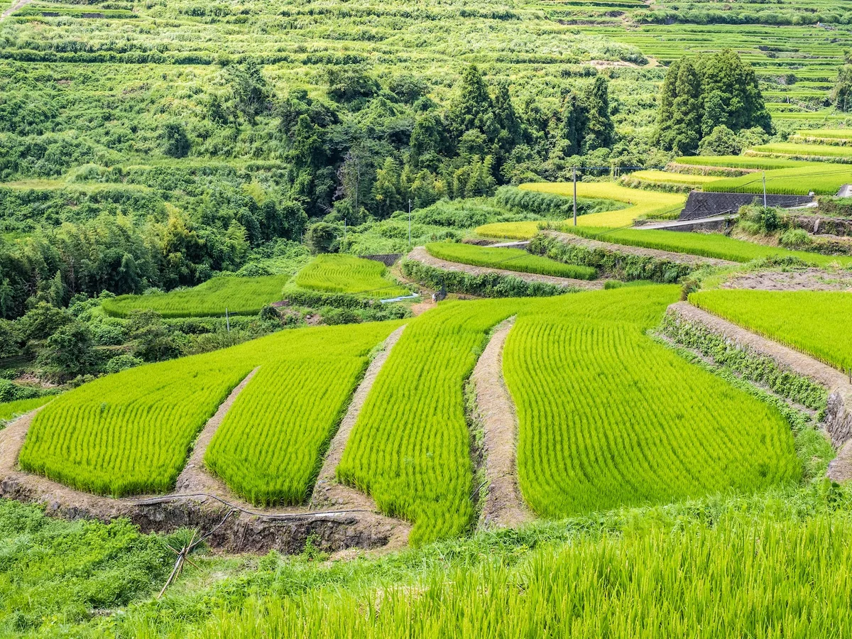 Uchinari Rice Terrace in Beppu - Ask AI | mindtrip