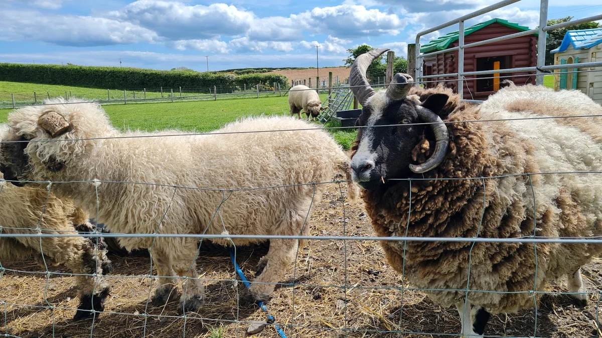 Streamvale Farm in Dundonald | What to Know Before You Go