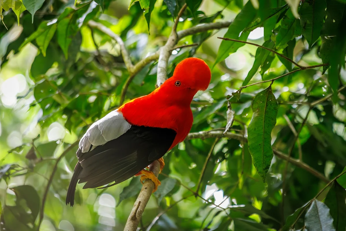Reserva Natural Jardín de Rocas (Avistamiento del Gallito de Roca)