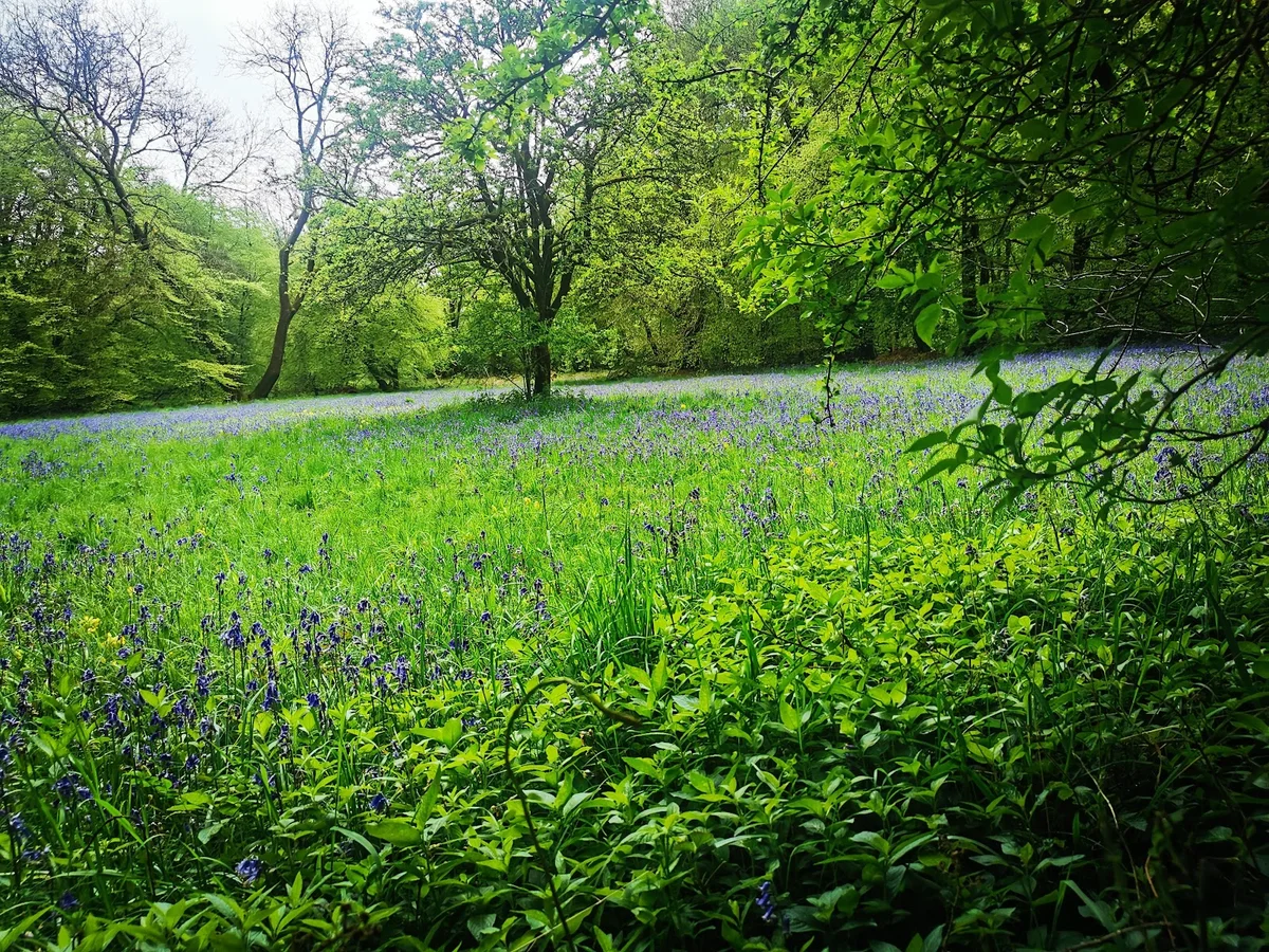 Buckholt Wood in Gloucester, England - Ask AI | mindtrip