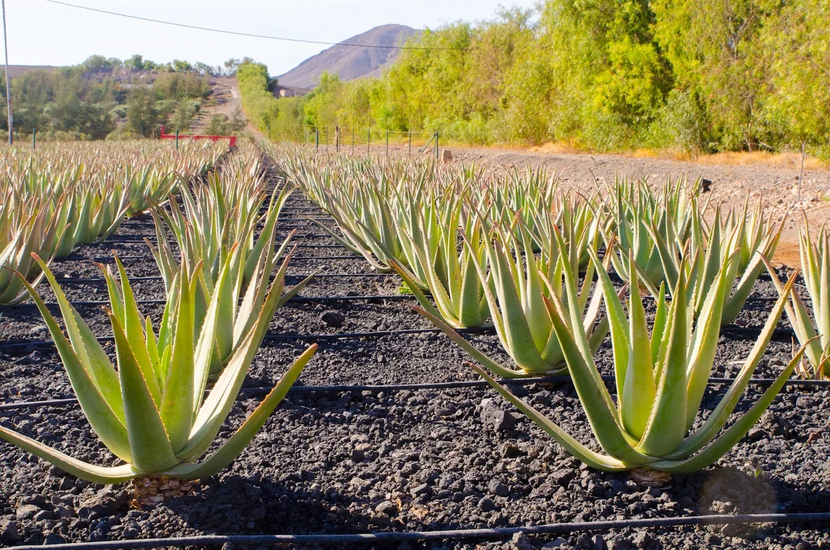Finca Canarias Aloe Vera Gran Tarajal | Ask Anything