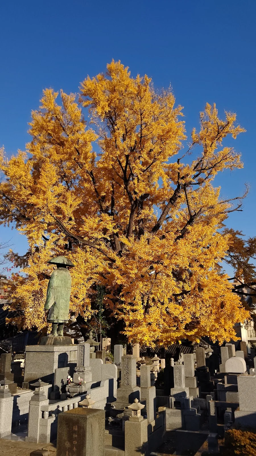 Ginkgo Tree at Zenpukuji in Tokyo - Ask AI | mindtrip