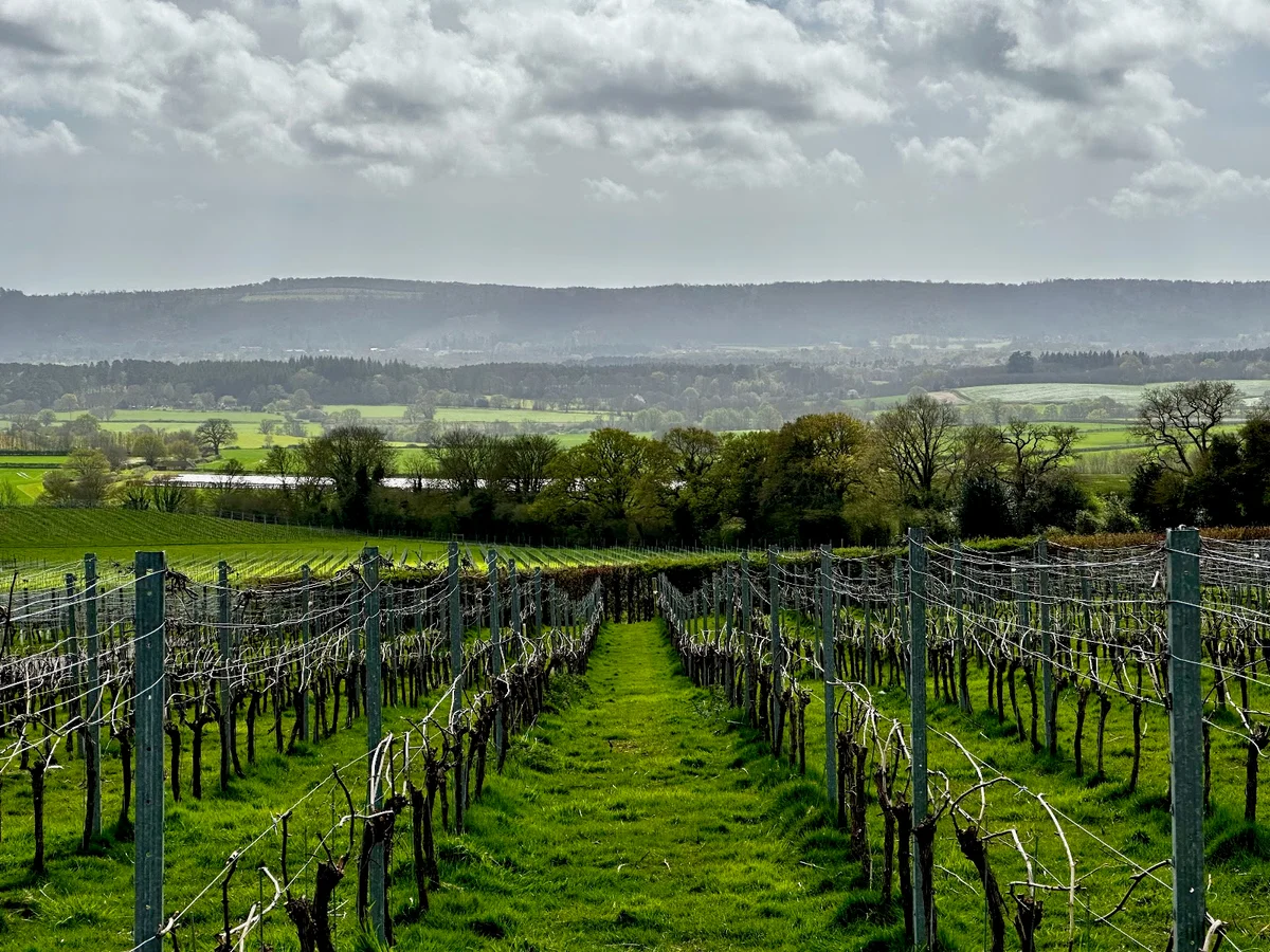 Upperton Vineyards in Tillington, England | Ask Anything