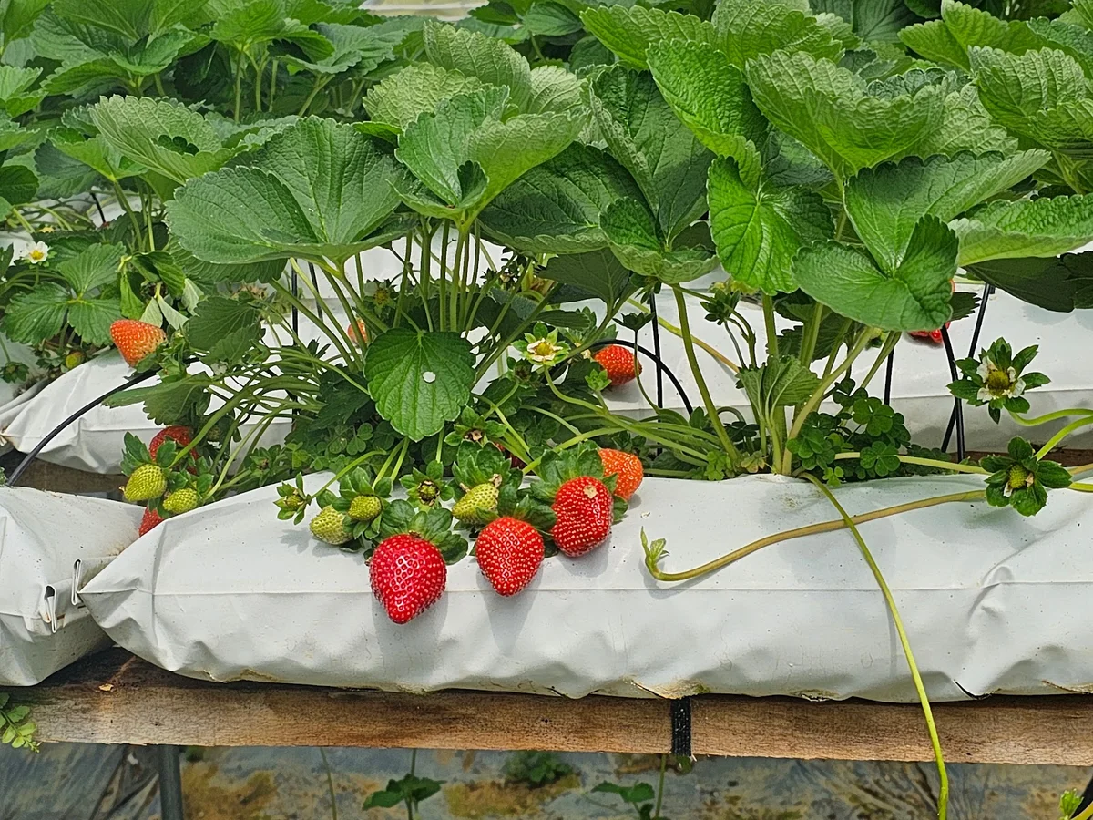 Highlands Apiary Farm, Bee Farm, Strawberry Farm