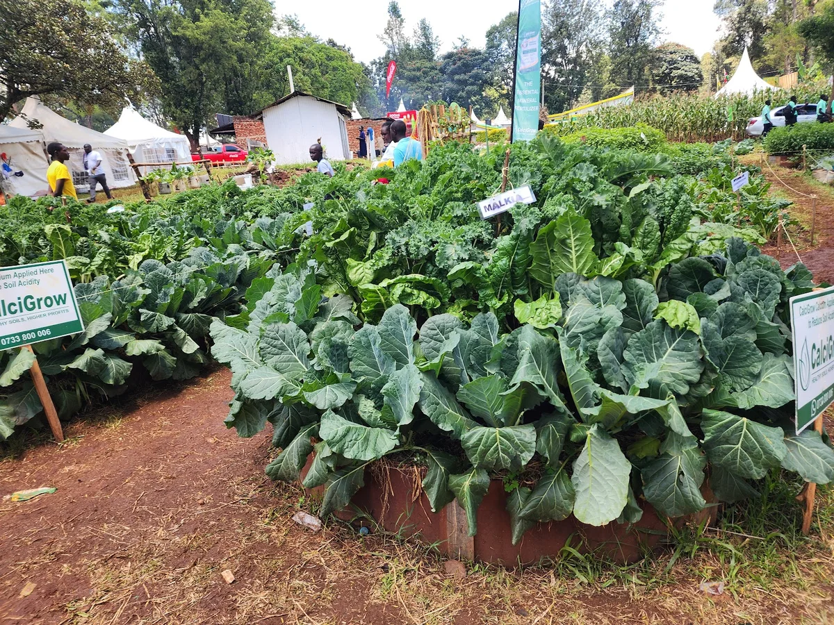 Kitale Showgrounds in Kitale - Ask AI | mindtrip