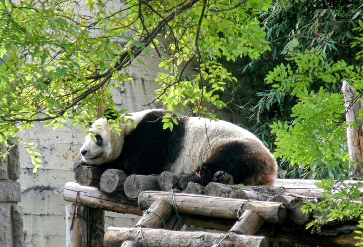 Panda House in Beijing, Bei Jing Shi - Ask AI | mindtrip