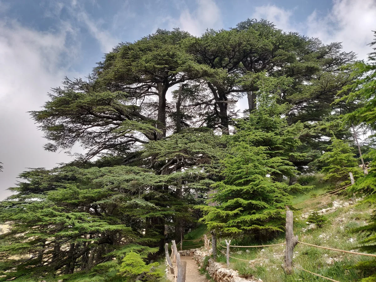Forest of the Cedars of God (Horsh Arz el-Rab)