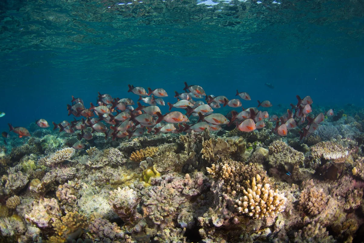 Reef Trip in Cairns, Queensland | What to Know Before You Go