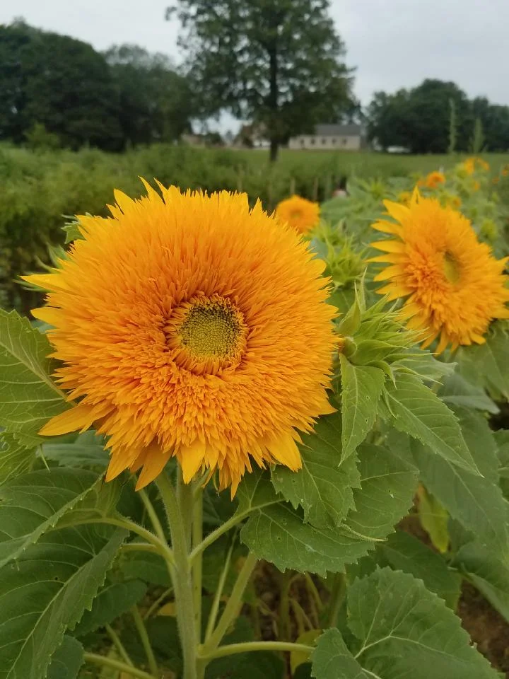 Crooked Row Farm and Market in Orefield | Ask Anything