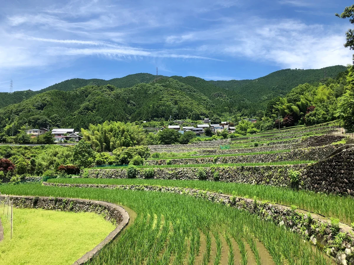 Fukano Rice Terraces in Matsusaka - Ask AI | mindtrip