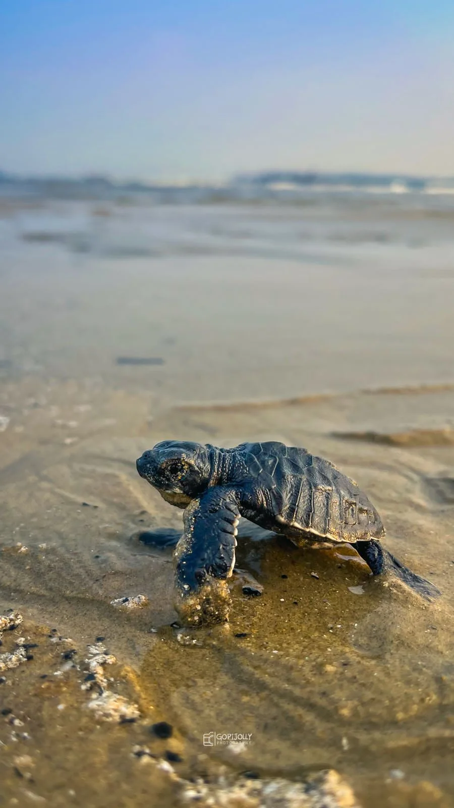 Olive Ridley Turtle Conservation Area | Ask Anything