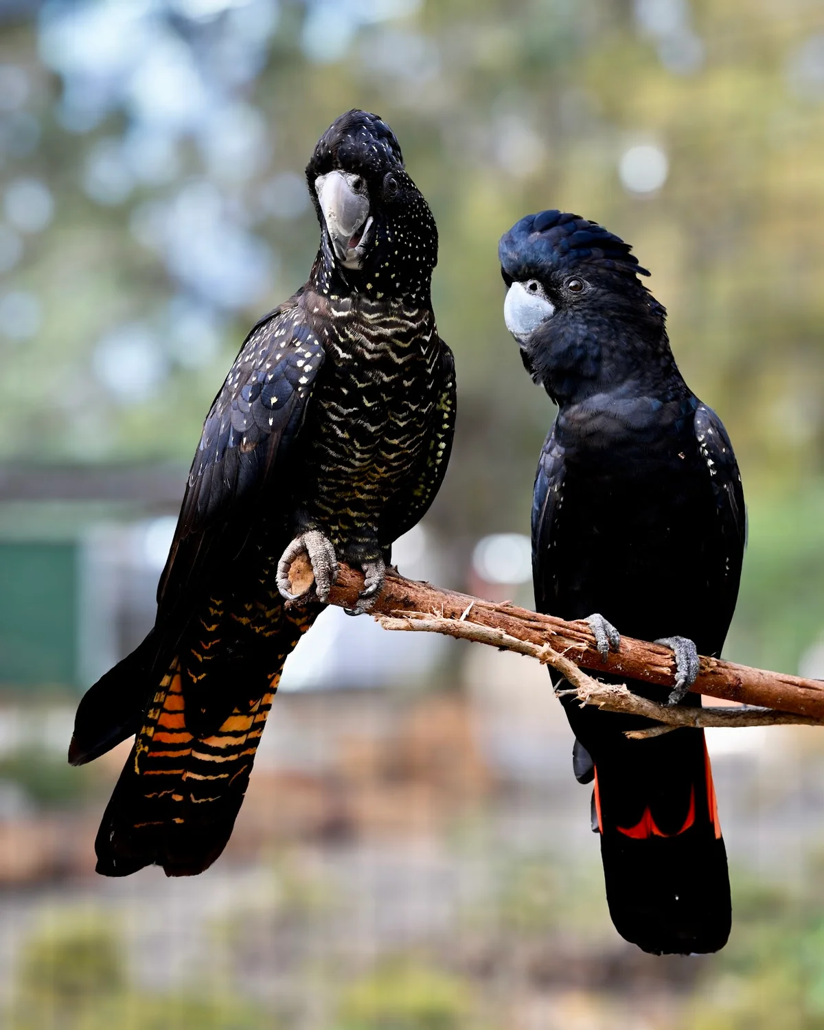 Kaarakin Black Cockatoo Conservation Centre