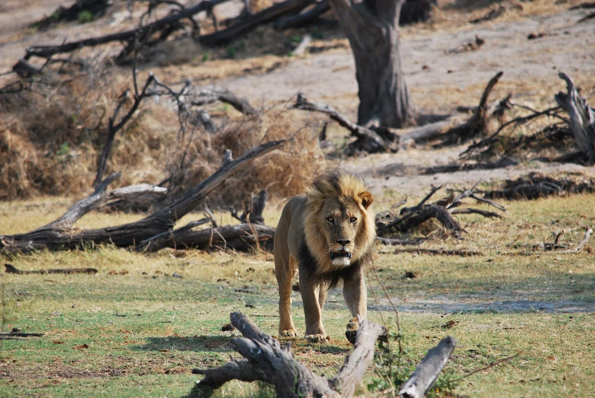 Boteti River in Botswana | What to Know Before You Go