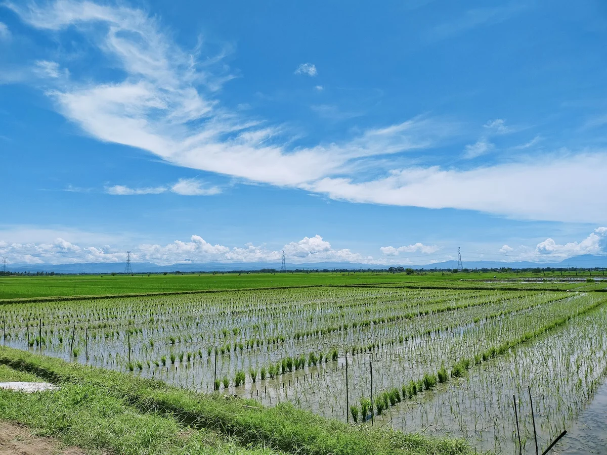 Philippine Rice Information System (DA-PhilRice-PRiSM)
