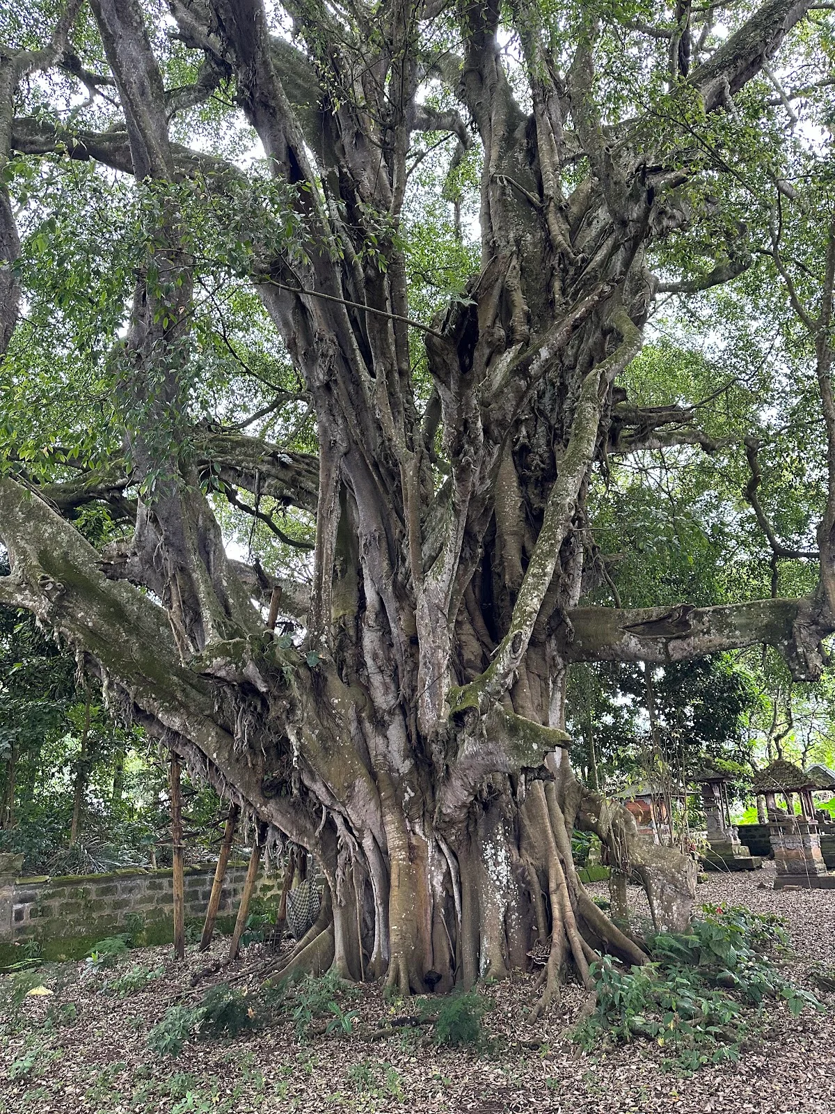Banyan Tree in Kedisan, Bali - Ask AI | mindtrip