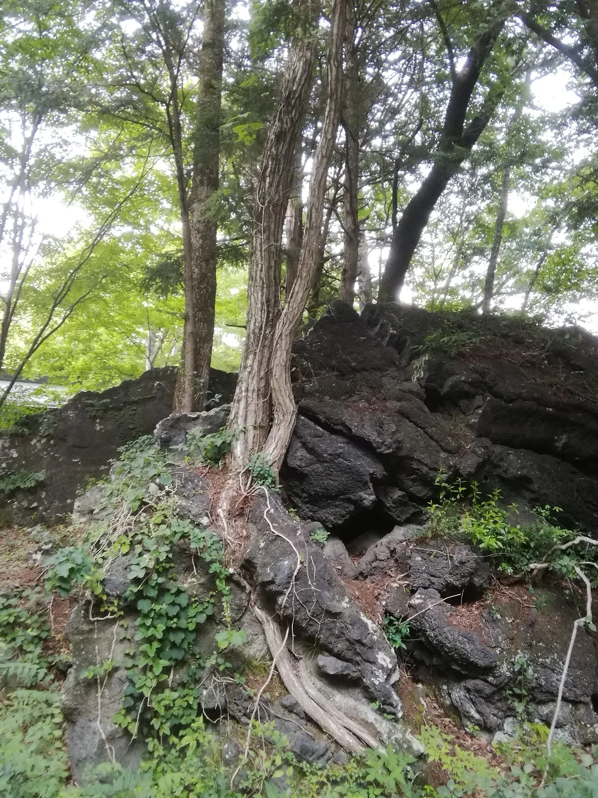 Narusawa lava tree mold | What to Know Before You Go