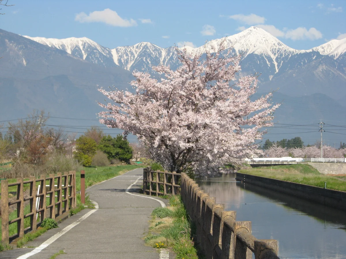 アツバキミガヨラン Toyoshina Nambu Park in Azumino | What to Know Before You Go