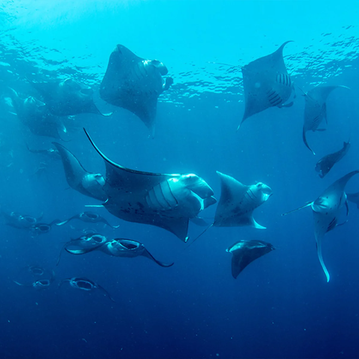Manta Fish Snorkeling in Ped, Bali - Ask AI | mindtrip