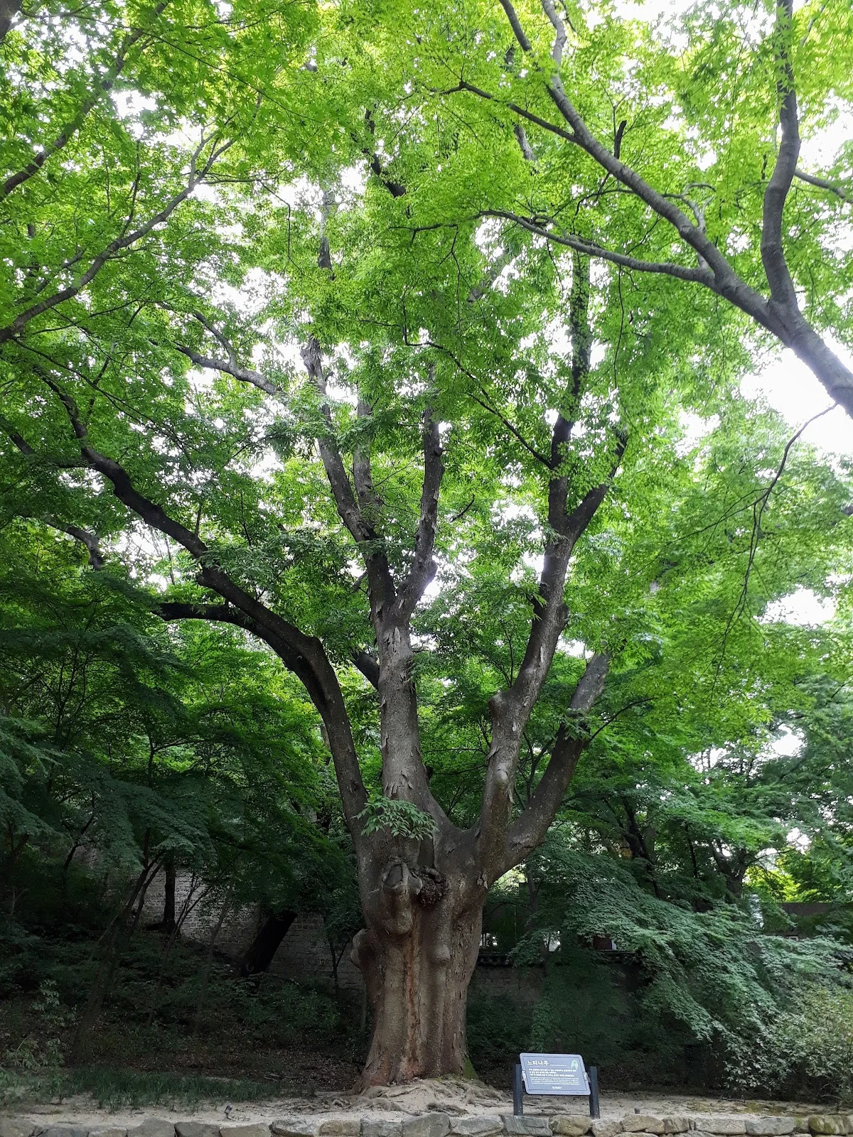 Zelkova serrata Tree in Seoul - Ask AI | mindtrip