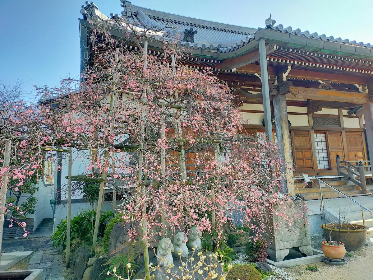 Hankayama Genko Temple in Kobe - Ask AI | mindtrip