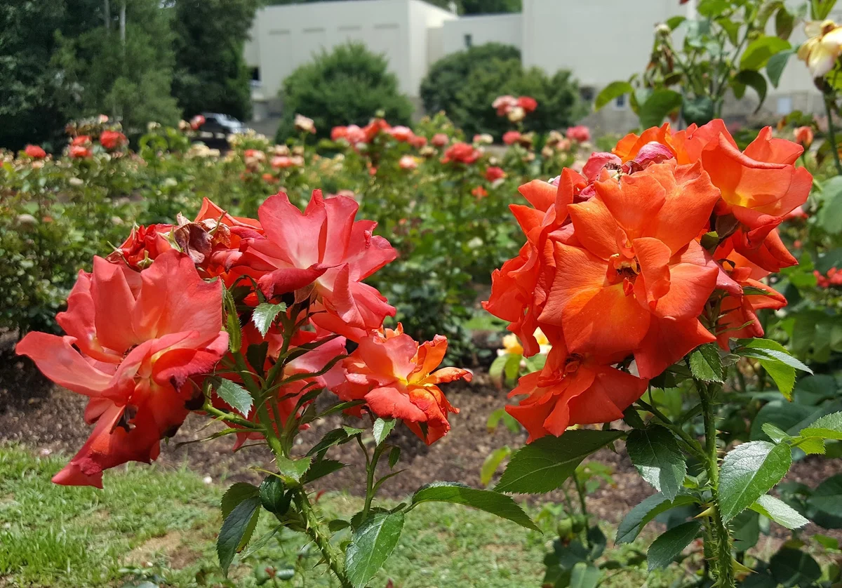 Rose Garden in Raleigh, North Carolina - Ask AI | mindtrip