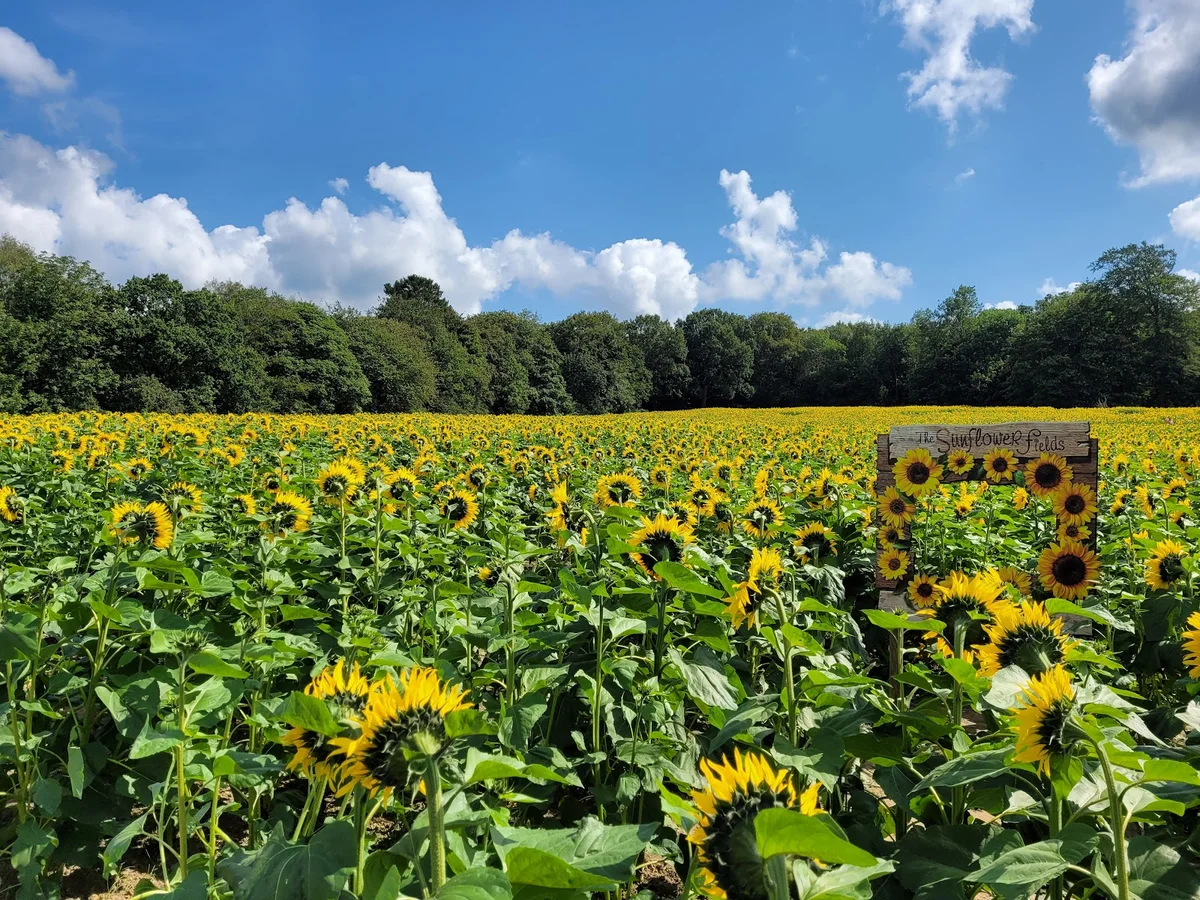 Tulleys Farm in Crawley | What to Know Before You Go
