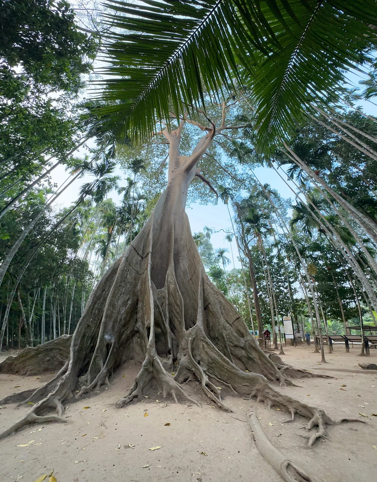 The Giant Tree in Uthai Thani - Ask AI | mindtrip