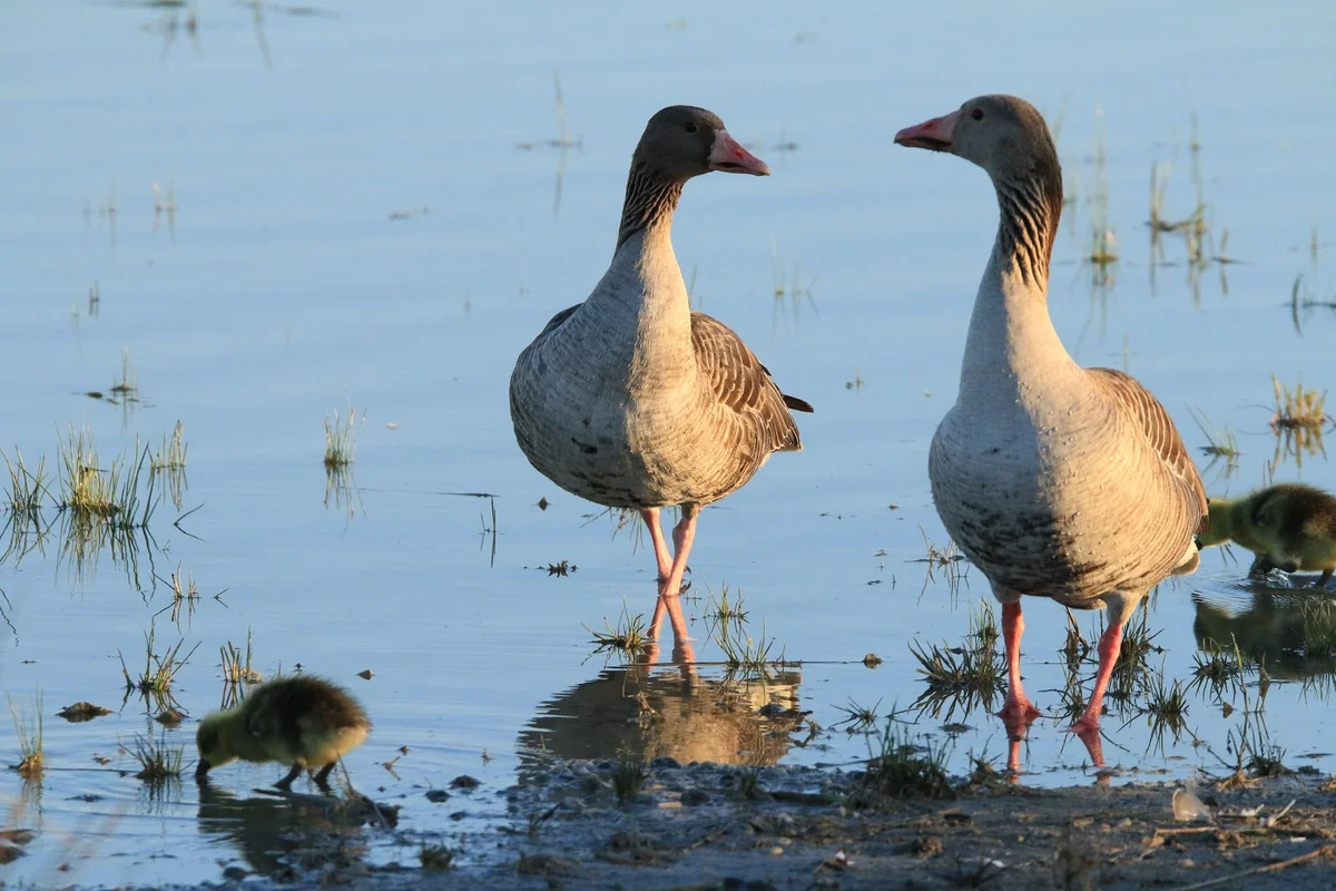 Birdwatching Viewpoint in Illmitz, Burgenland | Ask Anything