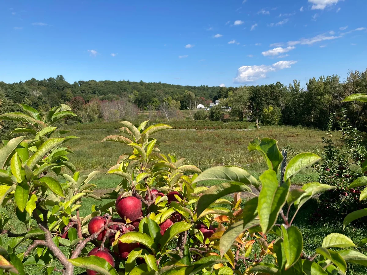 Westward Orchards in Harvard - Ask AI | mindtrip