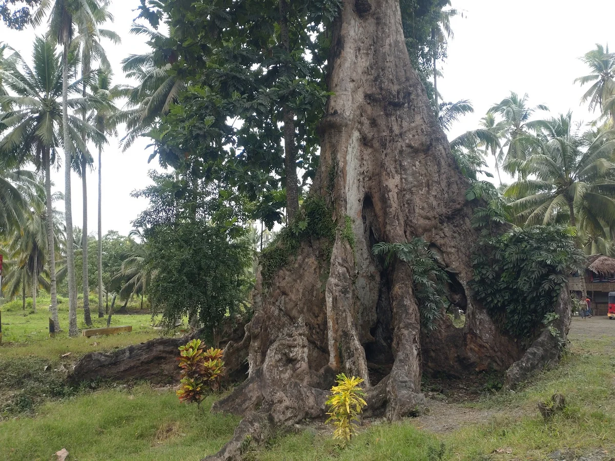 Centennial Tree General Generoso 8210 - Ask AI | mindtrip