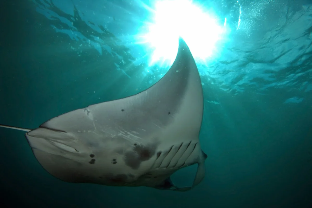Shellharbour Scuba Centre - Ask AI | mindtrip