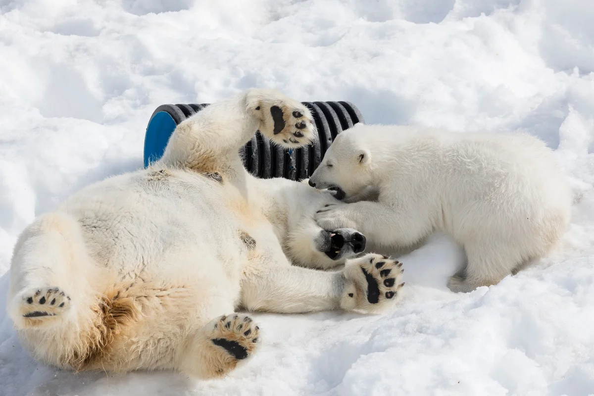 Ranua Zoo in Ranua, Lappi | What to Know Before You Go