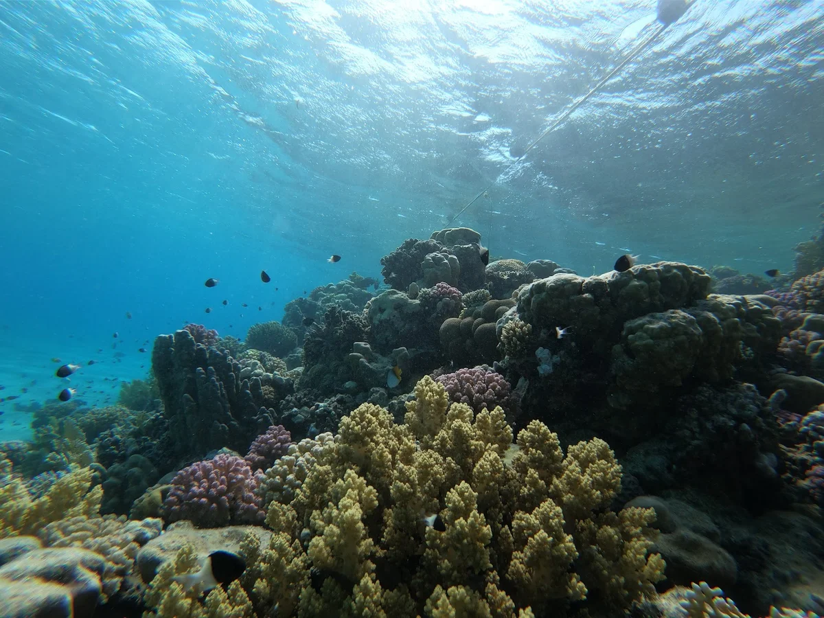 Coral Rift in Red Sea Governorate - Ask AI | mindtrip