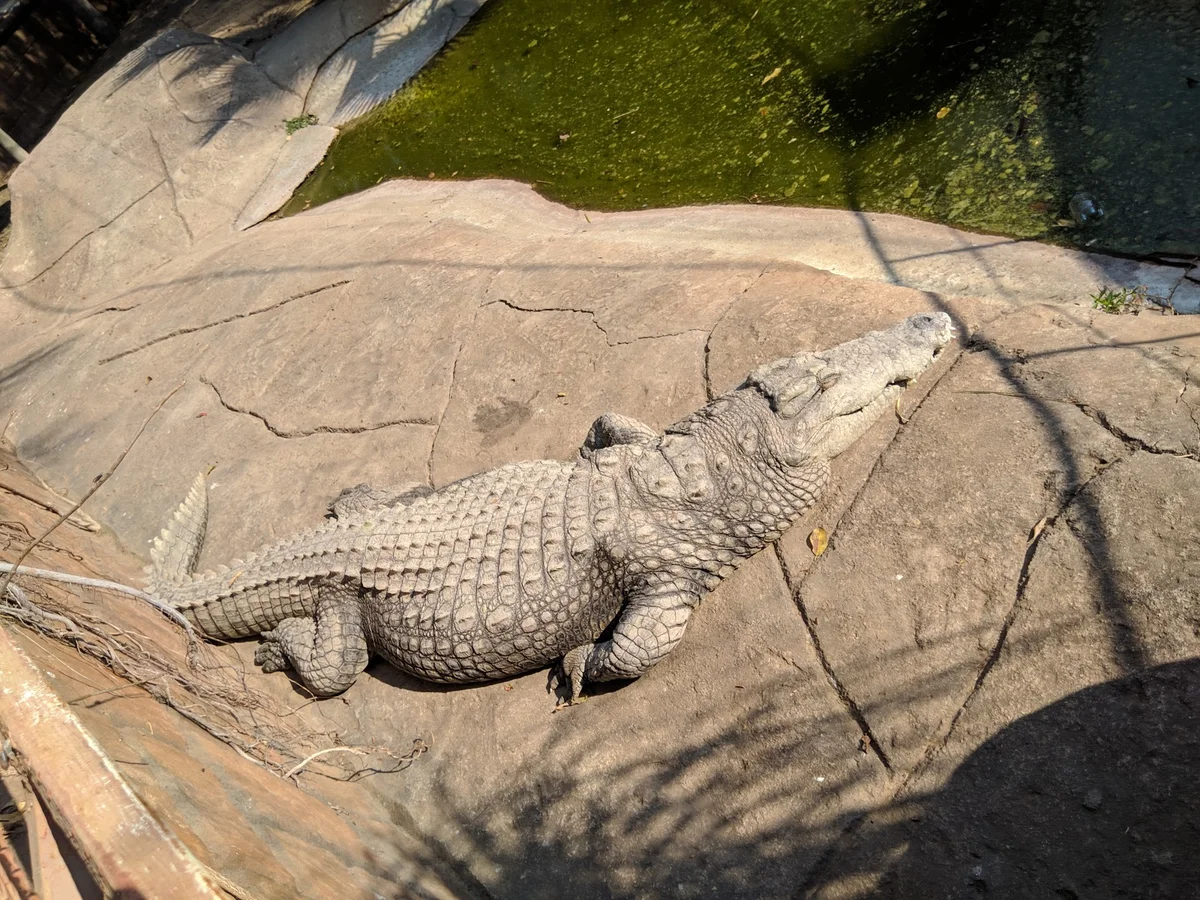 polokwane-snake-reptile-park-in-polokwane-ask-anything