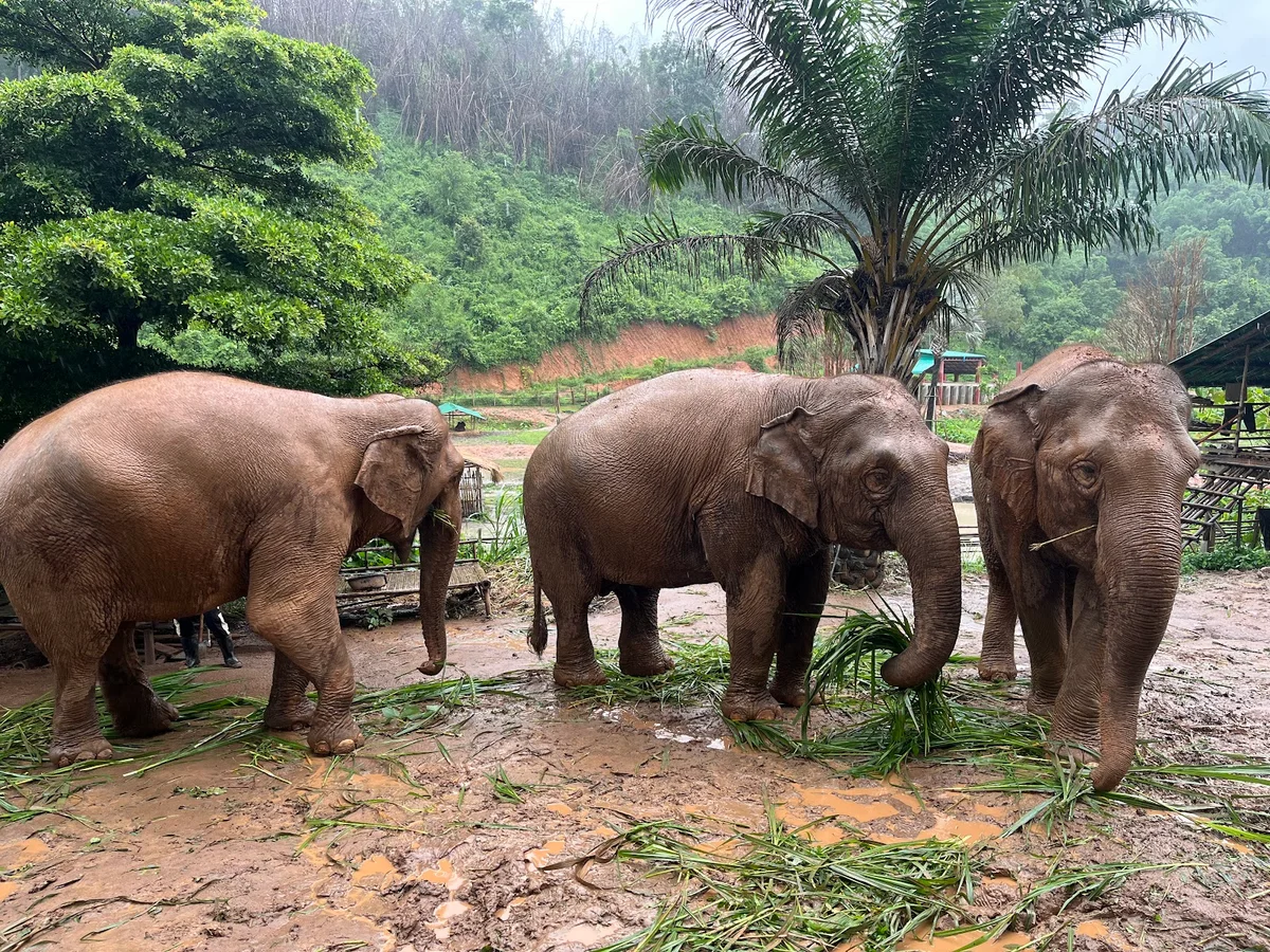 Elephant Steps Chiang Rai - Ethical elephant sanctuary