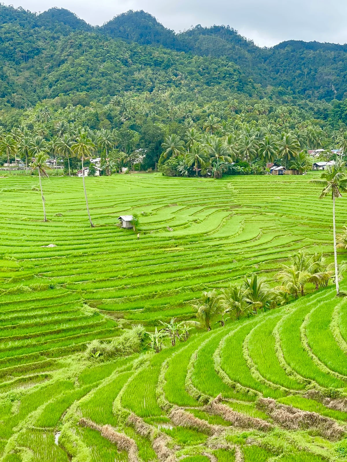 Cadapdapan rice terraces hill viewpoint