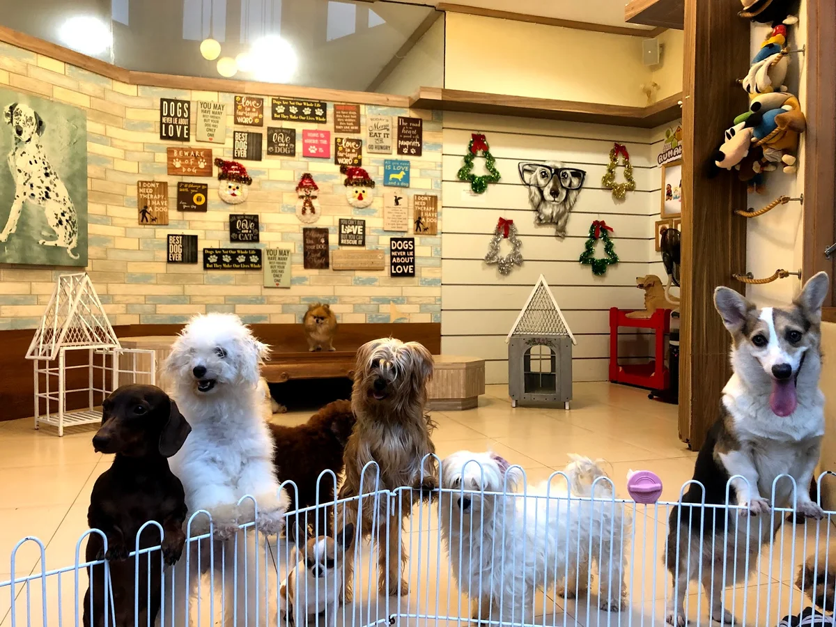 Rumah Guguk Petshop in Isola | What to Know Before You Go