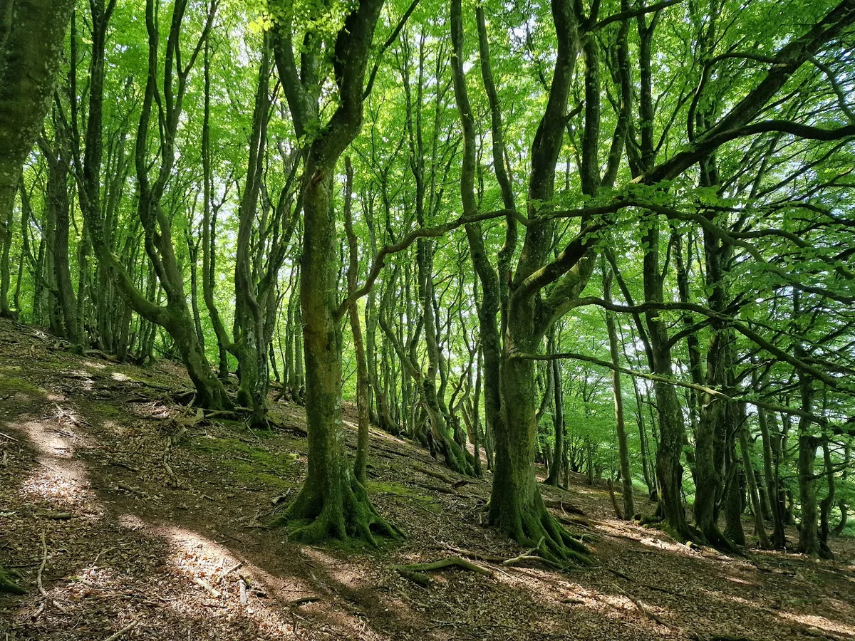 Rold Forest in Oplev, Denmark | What to Know Before You Go