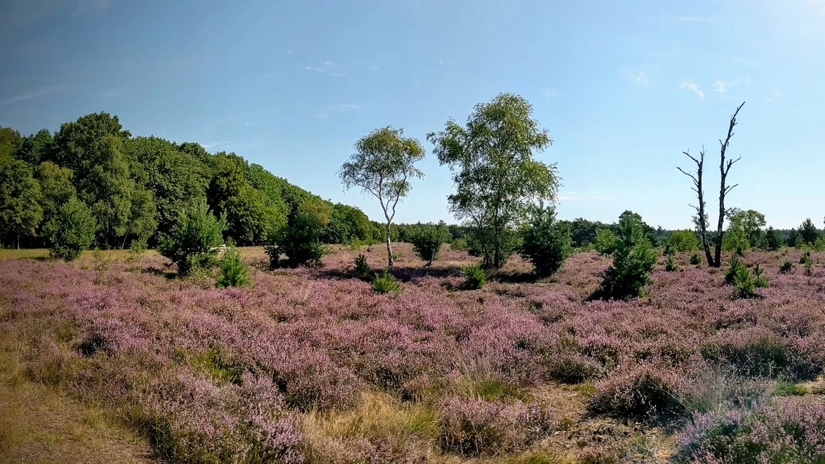 Leenderbos in Valkenswaard - Ask AI | mindtrip