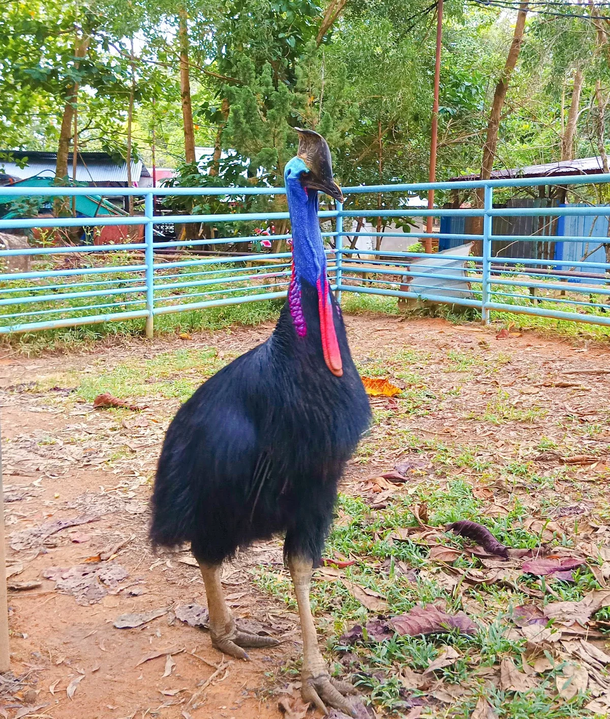 Sinka Zoo in Singkawang | What to Know Before You Go