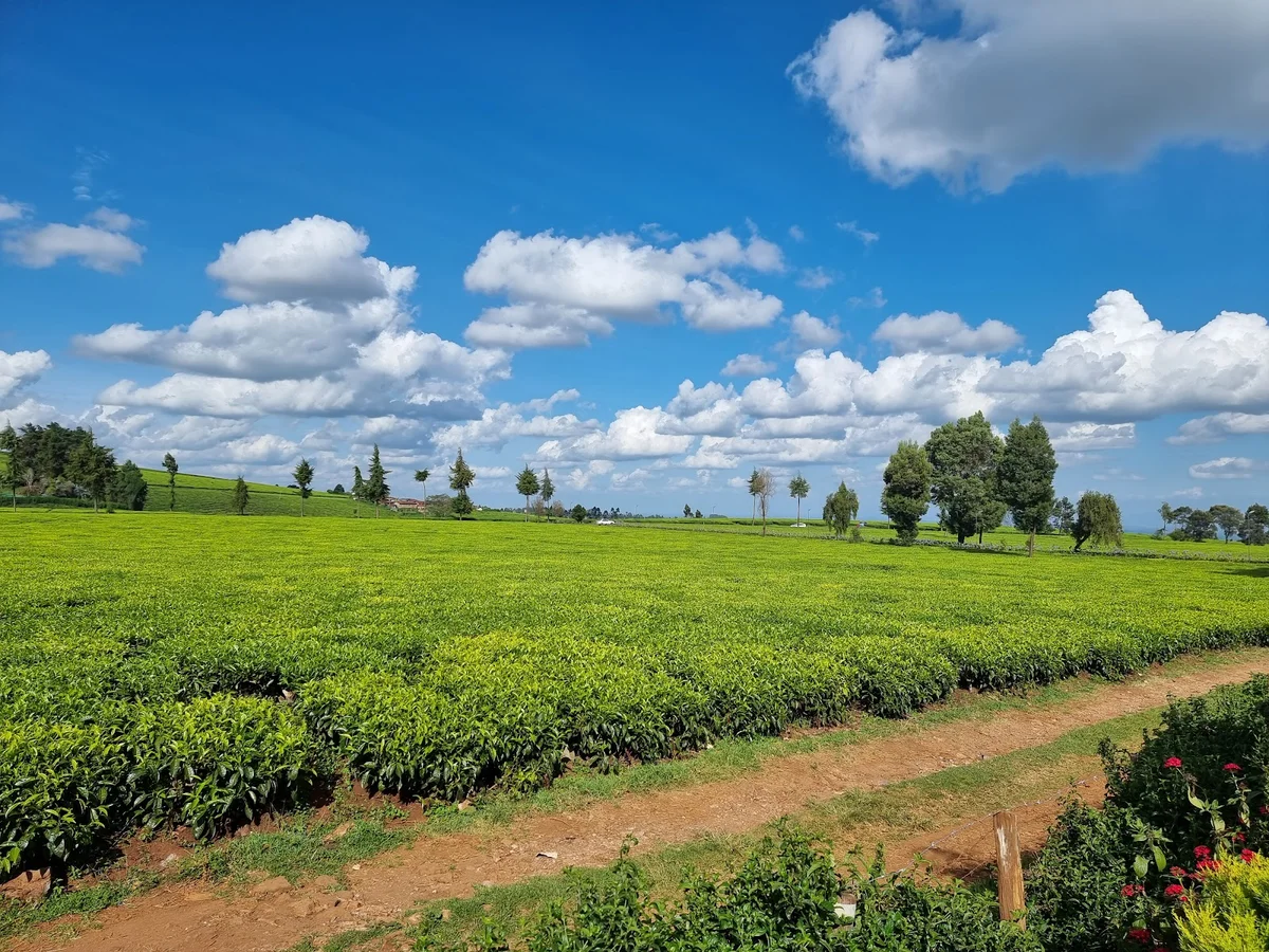 Camellia Gardens Limuru in Riara Ridge - Ask AI | mindtrip