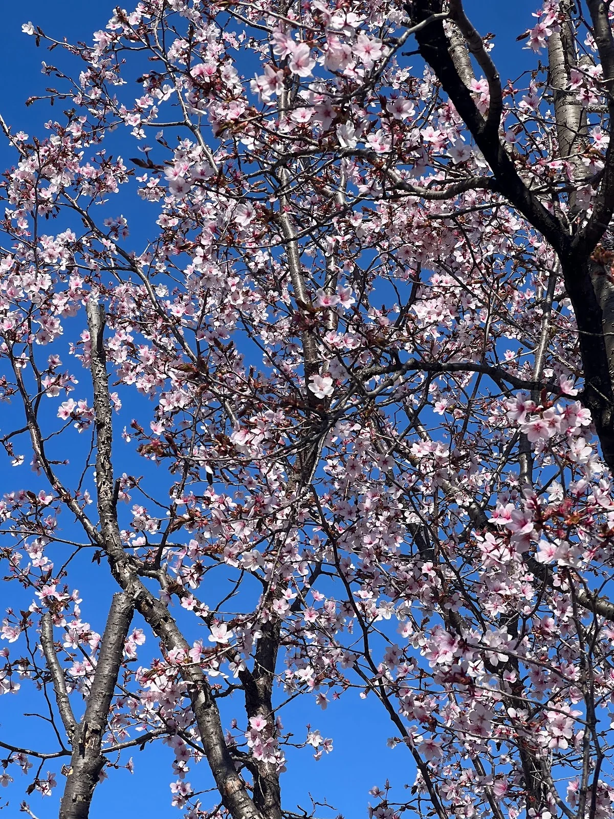 Hoji Park in Kitami, Hokkaido | What to Know Before You Go