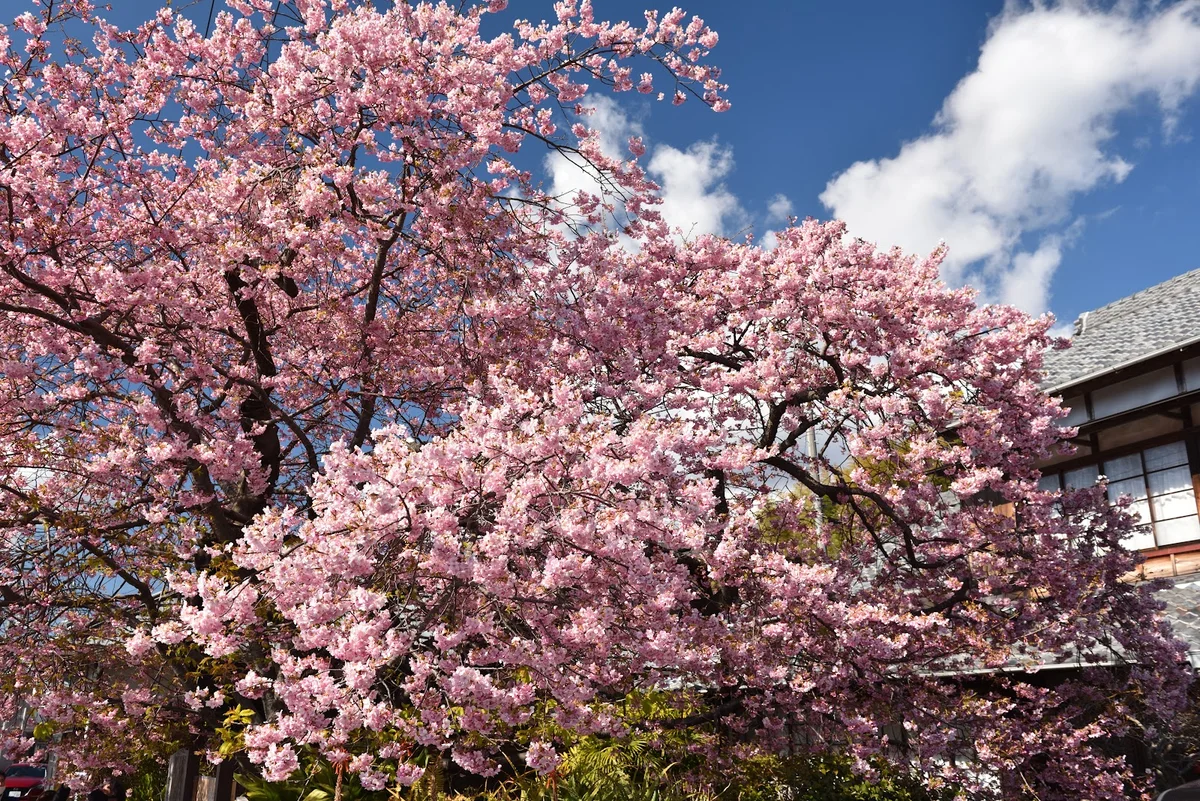 Kawazu Sakura Original Tree | What to Know Before You Go