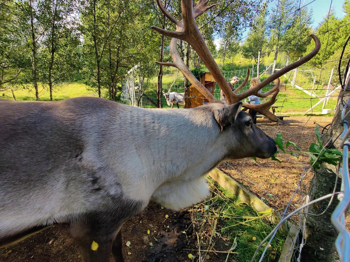 Reindeer Park in Fellabaer, Múlaþing - Ask AI | mindtrip